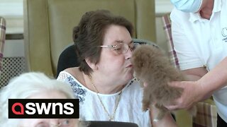 UK dog breeder floods care home with puppies to cheer up the elderly