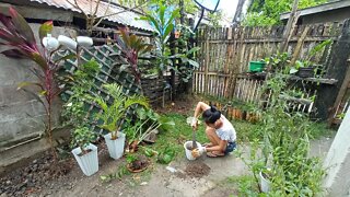 Our Little Garden!🌴🌸