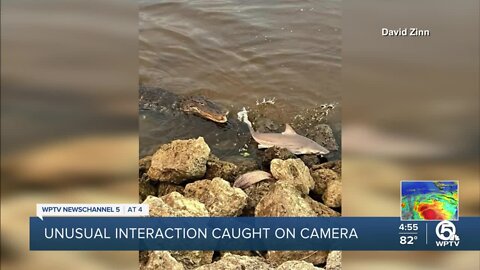 Close encounter between gator, bull shark in St. Lucie River