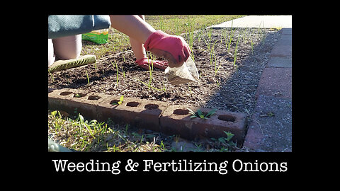 Weeding & Fertilizing Onions 🧅😊🌱