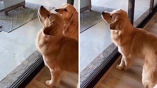Bug-chaser dogs get totally bamboozled by pesky fly