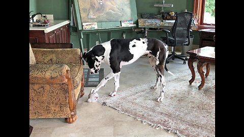 Funny Great Dane Howls When His Mousey Ball Squeaks