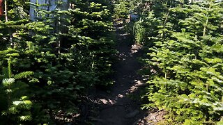 Ascending Mount Hood Wilderness & Why Mazama Trail is a GREAT JULY HIKE! | Timberline | 4K | Oregon