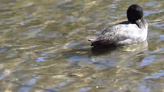 CatTV: Black ducks cleaning in water