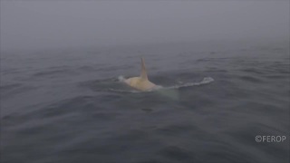 Extremely Rare White Orca Spotted In Russian Waters