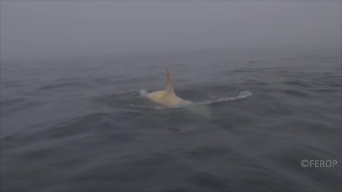 Extremely Rare White Orca Spotted In Russian Waters