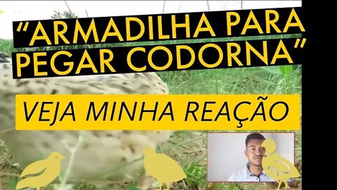 @Viver de codorna REAGE: ESTRANGEIRO FAZENDO ARMADILHA PARA PEGAR CODORNA