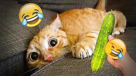 New Funny Animals 2023 😄 Funniest Cats and Dogs 😹🐶