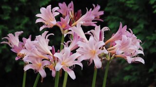 Melinda’s Garden Moment – Add surprise lilies to your garden