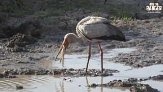 African Spoonbill, Yellow-billed Storks, Sacred Ibis | Birds Fishing | Zebra Plains
