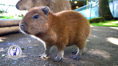 Baby Capybara Playing