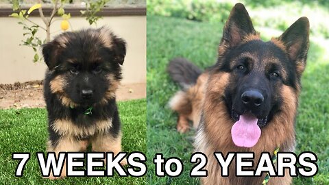 WATCH MY PUPPY GROW | GERMAN SHEPHERD