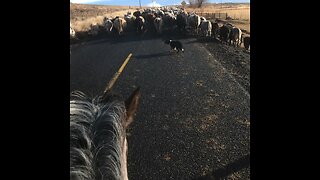 My first cattle drive
