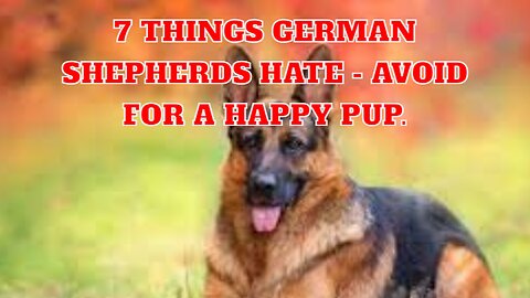 7 Things German Shepherds Hate - Avoid for a Happy Pup.