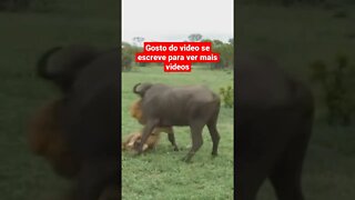 animais selvagem leão mata búfalo #shorts #short video