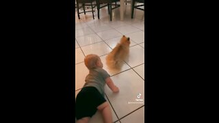 Baby Chases Pomeranian Puppy