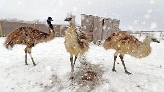 What do EMUS think of SNOW?