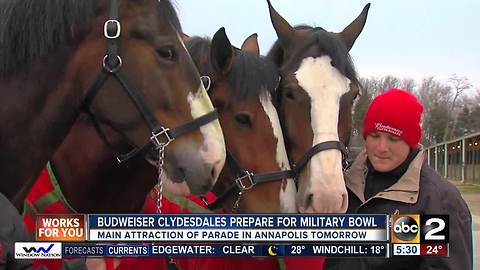 Budweiser Clydesdales prepare for Military Bowl