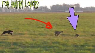 Greyhounds Vs Rabbit 🐇 | with High Speed lévriers chassant le lapin Galgos y Liebres