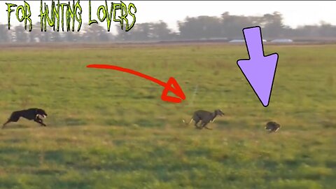 Greyhounds Vs Rabbit 🐇 | with High Speed lévriers chassant le lapin Galgos y Liebres