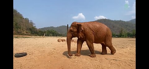 Watch Faa Mai Elephant Walks From Her Herd To Join Pyi Mai And Chaba Family -