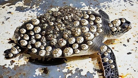 Volunteer Save Sea Turtle from Monster Barnacles