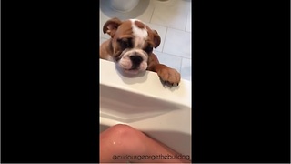 Bulldog puppy desperately wants to join owner for bath time