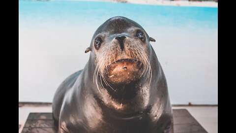 marine life sea seal