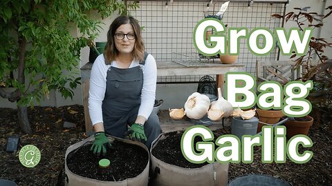 Growing GARLIC in GROW BAGS