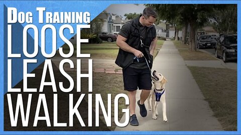 How to Teach ANY DOG to NOT PULL on Leash!