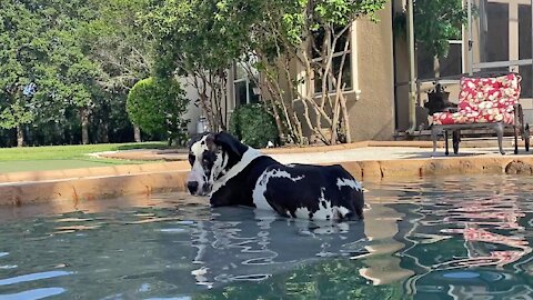 Great Dane decides to lay down in the pool for the first time