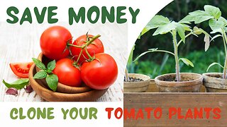 SAVE MONEY & Clone Your Own Tomato Plants #homesteading #organicfarming #beginnerfriendly