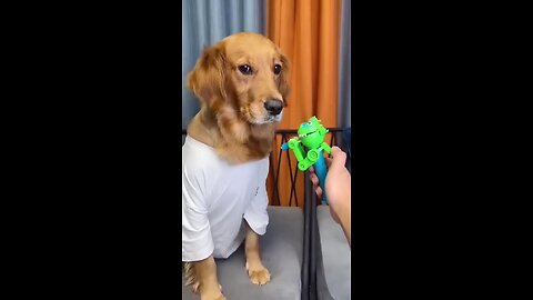 dog: just because I'm good natured doesn't mean I won't bite! funny dog video #funnydog #dog