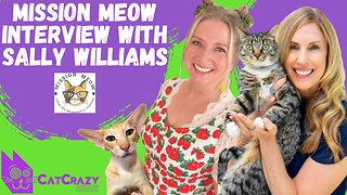 Interview with Sally Williams from Mission Meow - How to Help Cats in Need