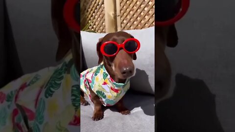 BIG SUMMER ENERGY: HOW TO COOL YOUR WIENER DOG IN SUMMER...#shorts
