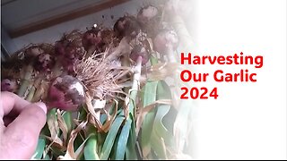 Harvesting Our Garlic 2024