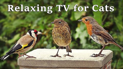 Calming TV for Cats : Cat TV - My Garden Birds - Relaxing Nature Music for Cats to Sleep