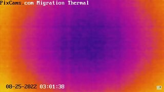 Night migrating birds caught on thermal camera - 8/25/2022 @ 1:33 - Odd Flight Pattern
