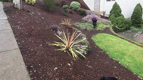 Cordyline australis - unknown variety