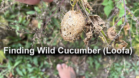 Finding wild cucumber (loofa)