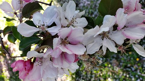 Crabapple Blossom Tree, two varieties