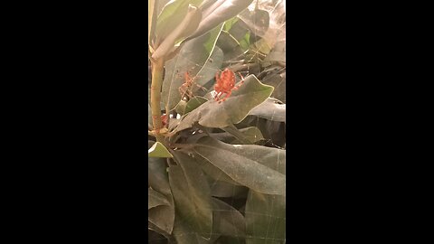 spiders mating