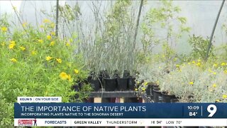 The importance of native plants