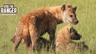 Hyenas And Buffalo In Afternoon Sun | Maasai Mara Safari | Zebra Plains