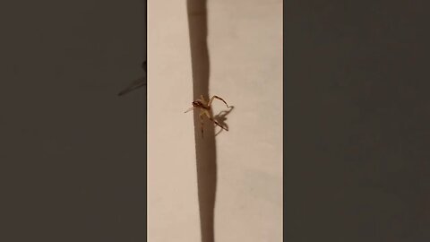 A SMALL SPIDER (10/19/23)