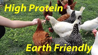 Earth Friendly Chicken Feed | Black Soldier Fly Larvae | GrubTerra Discount Code!
