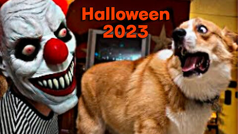 Dogs React to Halloween Funny Compilation 2023
