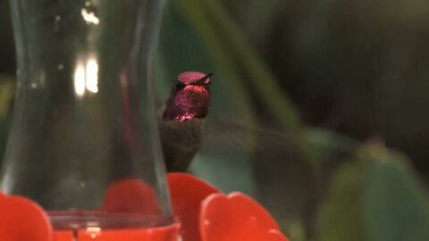 Peek A Boo Hummingbird