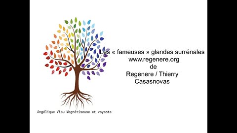 Les « fameuses » glandes surrénales www regenere org