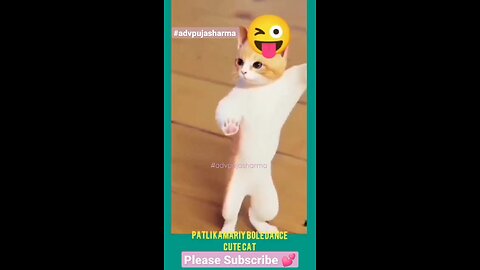 Cat Videos _ Cat Reels _shorts _cat _funny -- Patli Kamariya